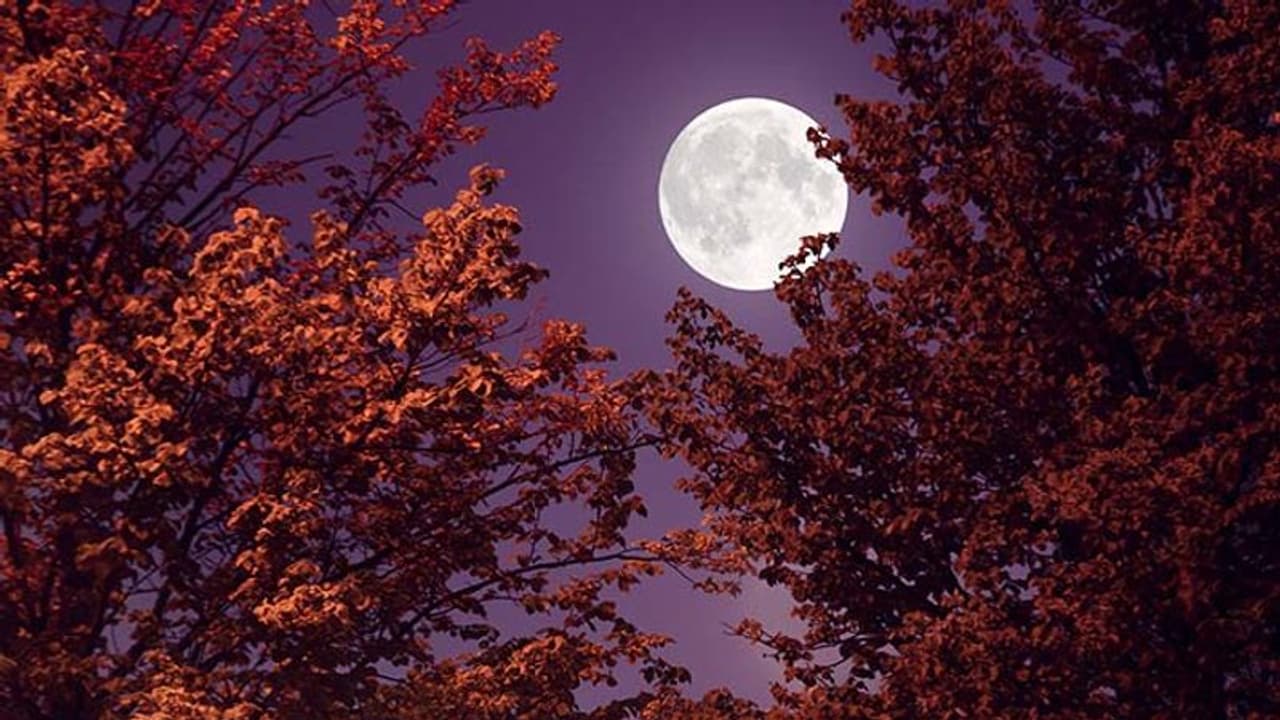 Vaishakh Purnima 2023 ದಿನಾಂಕ, ಮಹತ್ವ, ಪೂಜಾ ವಿಧಾನ, ವ್ರತಕತೆ.. Vaishakh Purnima 2023 ದಿನಾಂಕ, ಮಹತ್ವ, ಪೂಜಾ ವಿಧಾನ, ವ್ರತಕತೆ..