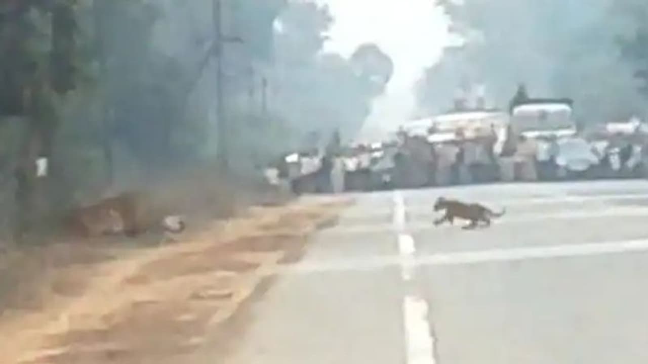 റോഡ് മുറിച്ചുകടക്കുന്ന കടുവകള്‍, അപ്പുറം വാഹനങ്ങളും ആളുകളും ; വീഡിയോ