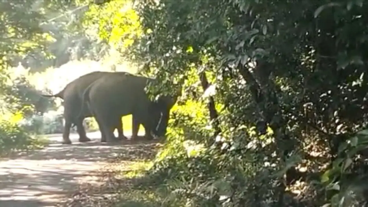 கோவையில் 15க்கும் மேற்பட்ட காட்டு யானைகள் முகாம்; பொது மக்கள் அச்சம் கோவையில் 15க்கும் மேற்பட்ட காட்டு யானைகள் முகாம்; பொது மக்கள் அச்சம்