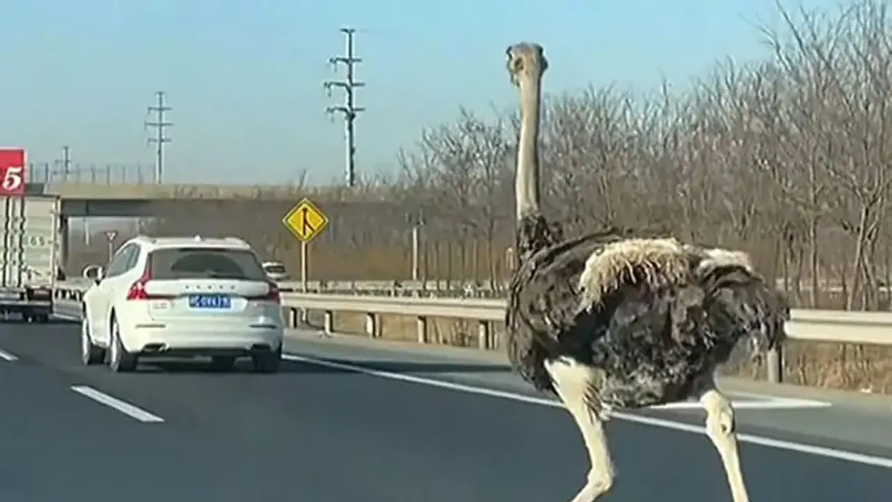 बीच सड़क सरपट दौड़ रहे शुतुरमुर्ग की कुछ इस तरह पुलिस ने दबोच ली गर्दन, Video देख हंसी कंट्रोल नहीं होगी बीच सड़क सरपट दौड़ रहे शुतुरमुर्ग की कुछ इस तरह पुलिस ने दबोच ली गर्दन, Video देख हंसी कंट्रोल नहीं होगी