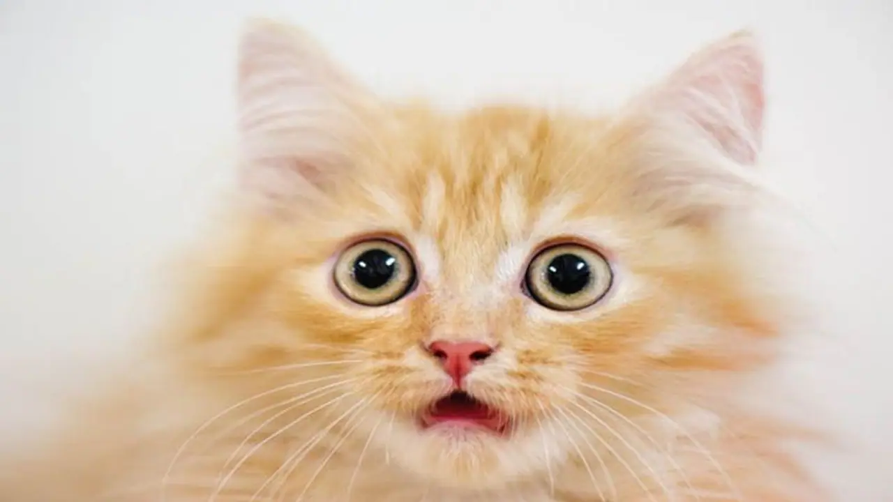 International Cat Day 2023 : இன்று சர்வதேச பூனை தினம்; இந்த சிறப்பு நாளின் முக்கியத்துவம் மற்றும் வரலாறு இதோ.. International Cat Day 2023 : இன்று சர்வதேச பூனை தினம்; இந்த சிறப்பு நாளின் முக்கியத்துவம் மற்றும் வரலாறு இதோ..