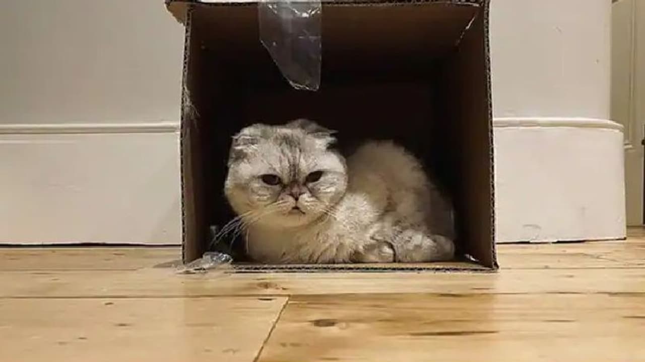 ఈ పిల్లి ఆస్తి రూ.800కోట్లు..! ఈ పిల్లి ఆస్తి రూ.800కోట్లు..!