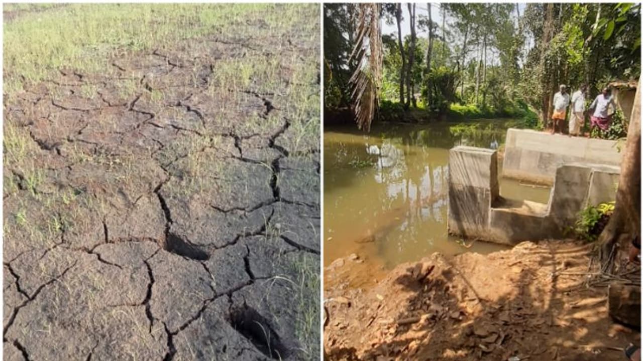 ജലസേചന പദ്ധതിയുടെ പ്രവര്ത്തനം തടഞ്ഞു; വെള്ളം മുടങ്ങി, ചെന്നിത്തലയില് 250 ഏക്കര് നെല്ക്കൃഷി പ്രതിസന്ധിയില് ജലസേചന പദ്ധതിയുടെ പ്രവര്ത്തനം തടഞ്ഞു; വെള്ളം മുടങ്ങി, ചെന്നിത്തലയില് 250 ഏക്കര് നെല്ക്കൃഷി പ്രതിസന്ധിയില്