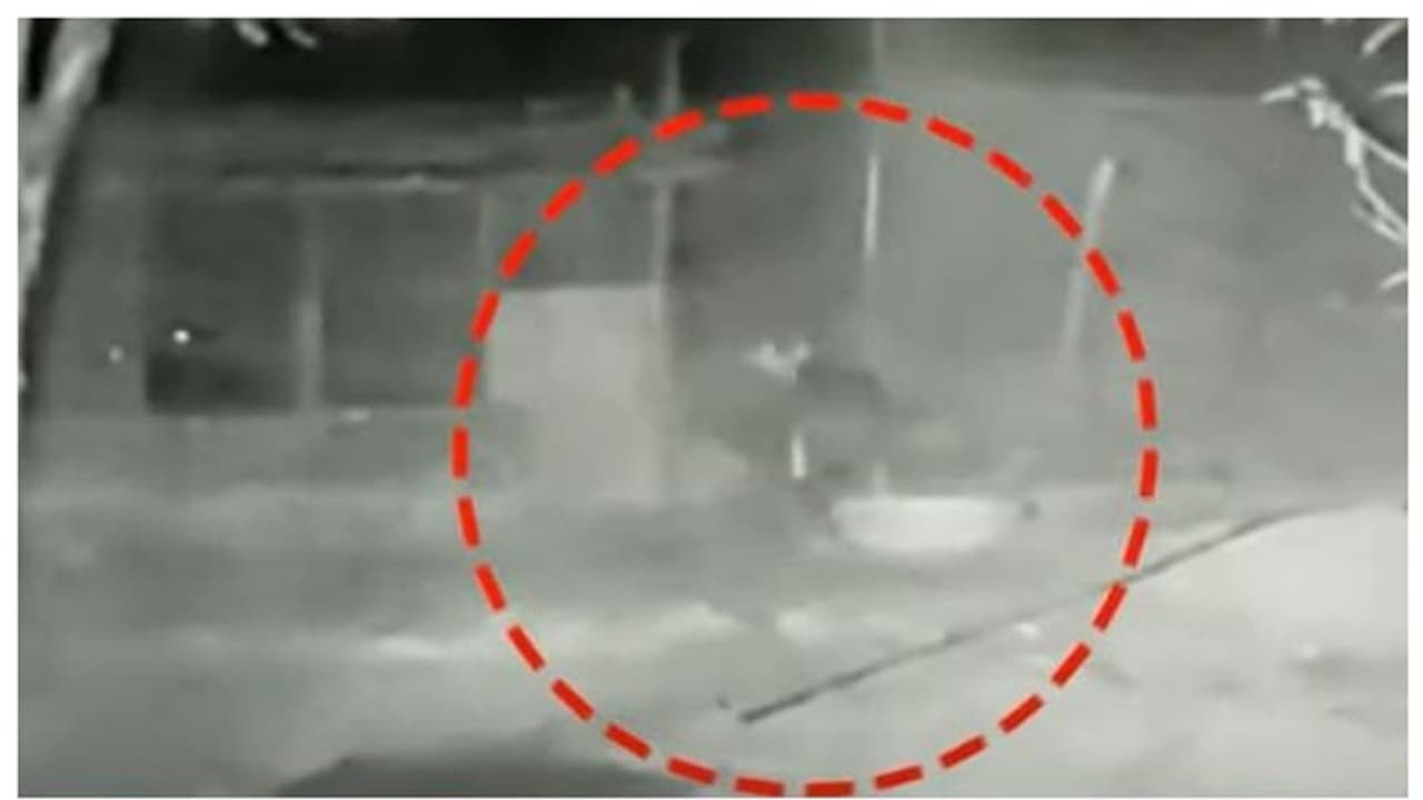 പൈതല്‍മലയില്‍ ഭീതി പരത്തുന്നത് പുലി തന്നെ, താറാവിനെ പിടിക്കുന്ന ദൃശ്യങ്ങള്‍ ക്യാമറയില്‍, ജാഗ്രതാ നിര്‍ദേശം