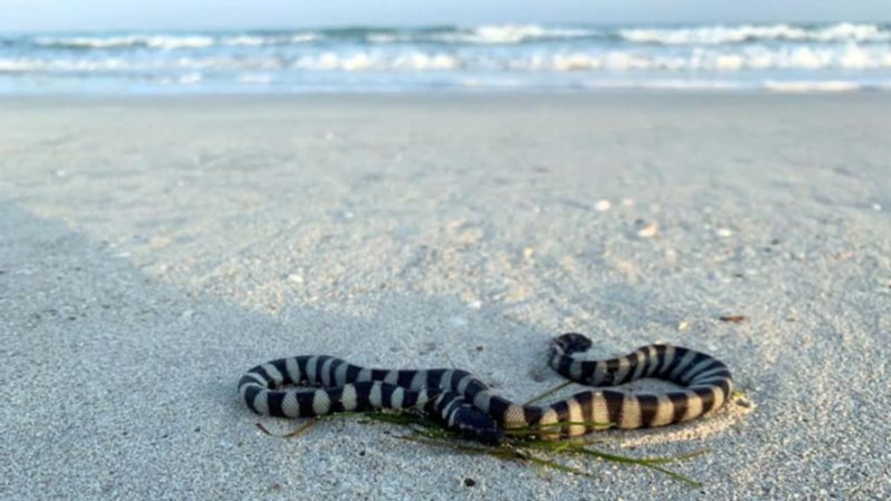 ബീച്ചുകളില്‍ കടല്‍ പാമ്പുകളുടെ സാന്നിദ്ധ്യം; യുഎഇയില്‍ മുന്നറിയിപ്പുമായി അധികൃതര്‍