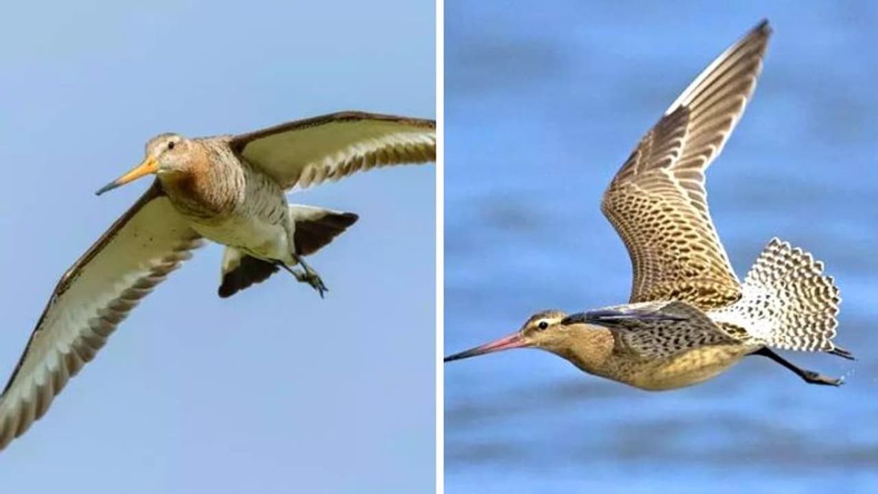 11 நாட்கள்.. 13,560 கிமீ தூரம்.. உணவின்றி பறந்து கின்னஸ் சாதனை செய்த பறவை எங்கு தெரியுமா?