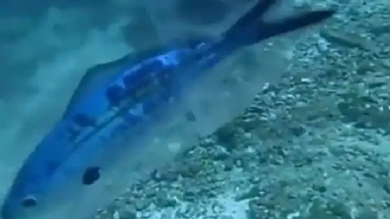 ജീവൻ അപകടത്തിലായ മീനിനെ രക്ഷപ്പെടുത്തുന്ന സ്കൂബ ഡൈവര്; വീഡിയോ... ജീവൻ അപകടത്തിലായ മീനിനെ രക്ഷപ്പെടുത്തുന്ന സ്കൂബ ഡൈവര്; വീഡിയോ...