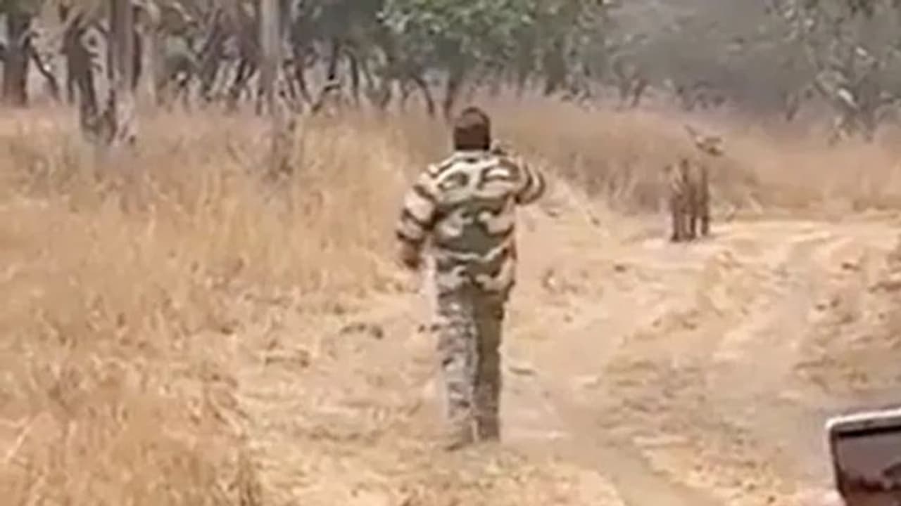 കടുവയ്ക്ക് പിന്നാലെ മൊബൈല് ക്യാമറയും കൊണ്ട് പായുന്ന സഞ്ചാരി; വീഡിയോ കടുവയ്ക്ക് പിന്നാലെ മൊബൈല് ക്യാമറയും കൊണ്ട് പായുന്ന സഞ്ചാരി; വീഡിയോ