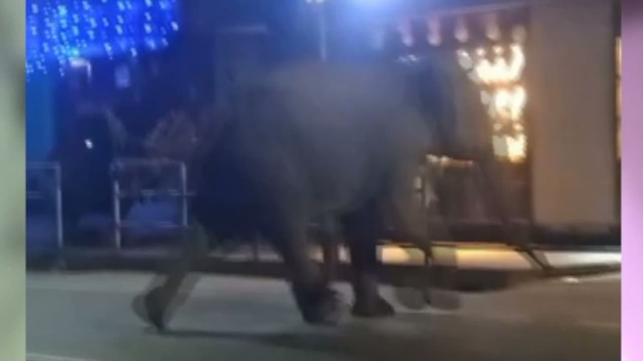 ബത്തേരിയെ വിറപ്പിച്ച കാട്ടുകൊമ്പൻ ഒടുവിൽ കുരുങ്ങി: പിഎം2 വിനെ മയക്കുവെടി വച്ച് വീഴ്ത്തി 