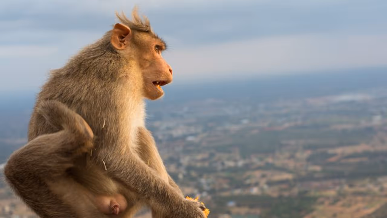 കുരങ്ങുകള്‍ക്കൊപ്പം സെല്‍ഫി; യുവാവ് മലയിടുക്കിലേക്ക് ഉരുണ്ടുവീണ് മരിച്ചു