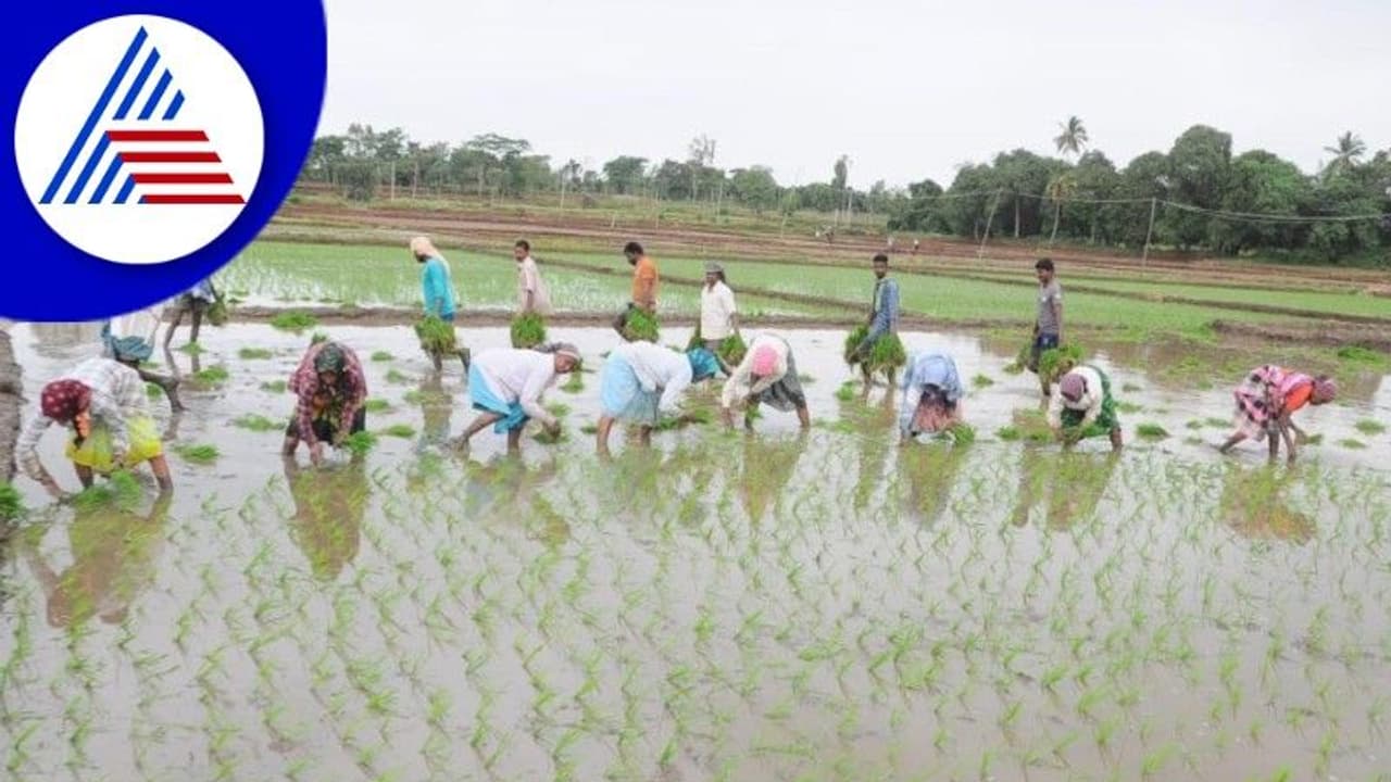 Agriculture: ಭತ್ತ ನಾಟಿಗೆ ಅನ್ನದಾತರಿಂದ ಕೂಲಿ ಕಾರ್ಮಿಕರ ಹುಡುಕಾಟ Agriculture: ಭತ್ತ ನಾಟಿಗೆ ಅನ್ನದಾತರಿಂದ ಕೂಲಿ ಕಾರ್ಮಿಕರ ಹುಡುಕಾಟ