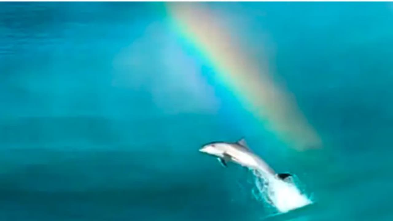 മഴവില്ലഴകിനൊപ്പം കുതിച്ച് ചാടി ഡോൾഫിൻ; വൈറലായി അത്യപൂർവ്വ കാഴ്ച... മഴവില്ലഴകിനൊപ്പം കുതിച്ച് ചാടി ഡോൾഫിൻ; വൈറലായി അത്യപൂർവ്വ കാഴ്ച...