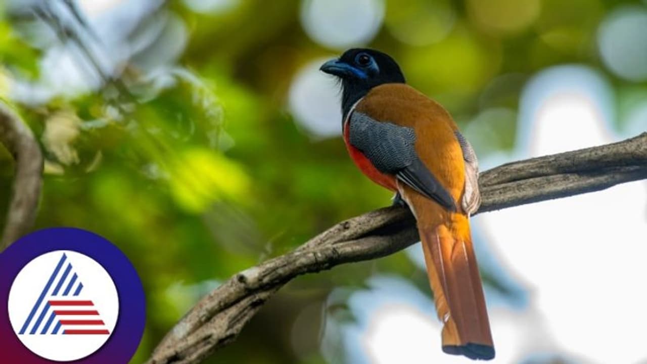 Udupi: ಕೊಡಚಾದ್ರಿಯಲ್ಲಿ ಹಕ್ಕಿಹಬ್ಬ: ಚಾರಣ ಪ್ರಿಯರು, ಪಕ್ಷಿ ವೀಕ್ಷಕರಲ್ಲಿ ಭಾರೀ ಸಂತಸ