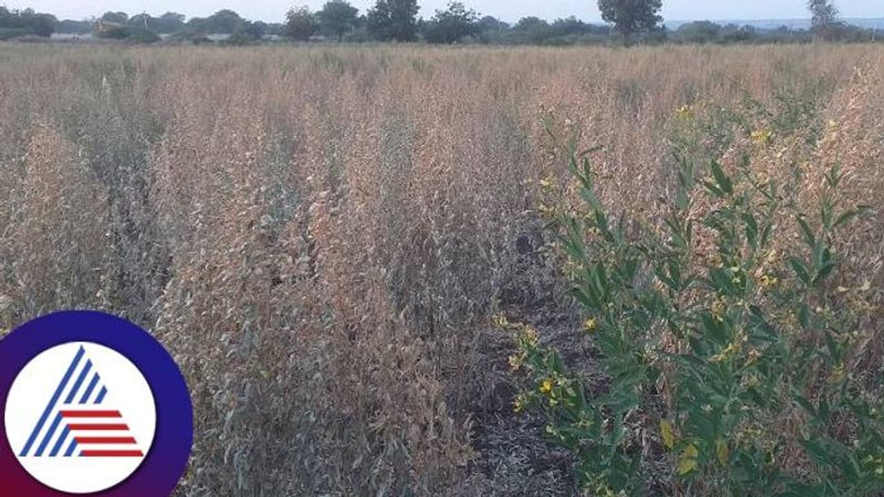 ನೆಟೆ ರೋಗದಿಂದ ತೊಗರಿ ಬೆಳೆ ನಷ್ಟ: ರಾಜ್ಯ ಸರ್ಕಾರದಿಂದ ಪರಿಹಾರ ಘೋಷಣೆ ನೆಟೆ ರೋಗದಿಂದ ತೊಗರಿ ಬೆಳೆ ನಷ್ಟ: ರಾಜ್ಯ ಸರ್ಕಾರದಿಂದ ಪರಿಹಾರ ಘೋಷಣೆ