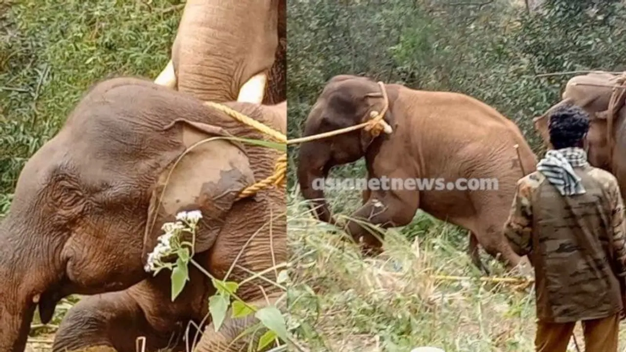 'അരിയാണ് സാറെ ഇവന്റെ വീക്ക്നെസ്'; ഗൂഢല്ലൂരിന്റെ 'അരസിരാജ' കൊലയാളി ആനയായത് ഇങ്ങനെ... 'അരിയാണ് സാറെ ഇവന്റെ വീക്ക്നെസ്'; ഗൂഢല്ലൂരിന്റെ 'അരസിരാജ' കൊലയാളി ആനയായത് ഇങ്ങനെ...