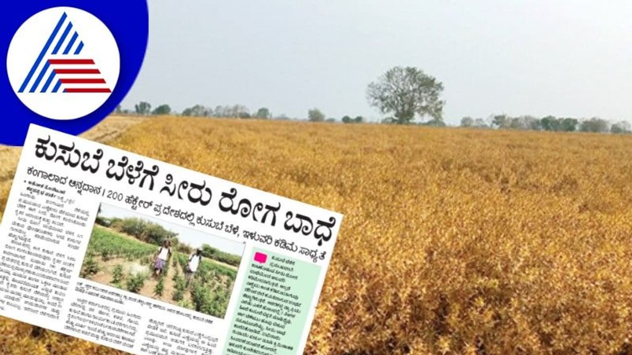Agriculture: ಕುಸುಬೆ ಬೆಳೆಗೆ ಸೀರು ರೋಗ ಬಾಧೆ, ರೈತರು ಹೈರಾಣು