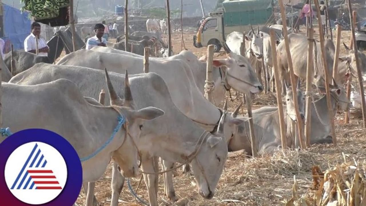 Hassan: ಜಾನುವಾರು ಚರ್ಮಗಂಟು ರೋಗ: ಐತಿಹಾಸಿಕ ಬೂಕನಬೆಟ್ಟ ರಾಸುಗಳ ಜಾತ್ರೆ ನಿಷೇಧ Hassan: ಜಾನುವಾರು ಚರ್ಮಗಂಟು ರೋಗ: ಐತಿಹಾಸಿಕ ಬೂಕನಬೆಟ್ಟ ರಾಸುಗಳ ಜಾತ್ರೆ ನಿಷೇಧ