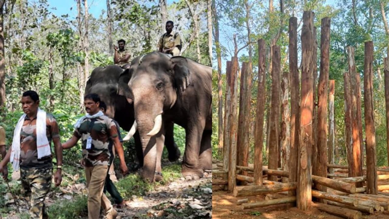 പി.ടി ഏഴിനെ പിടികൂടാൻ ദൗത്യസംഘവും കുങ്കികളും; യൂക്കാലി കൂടൊരുക്കി കാത്തിരുപ്പ്