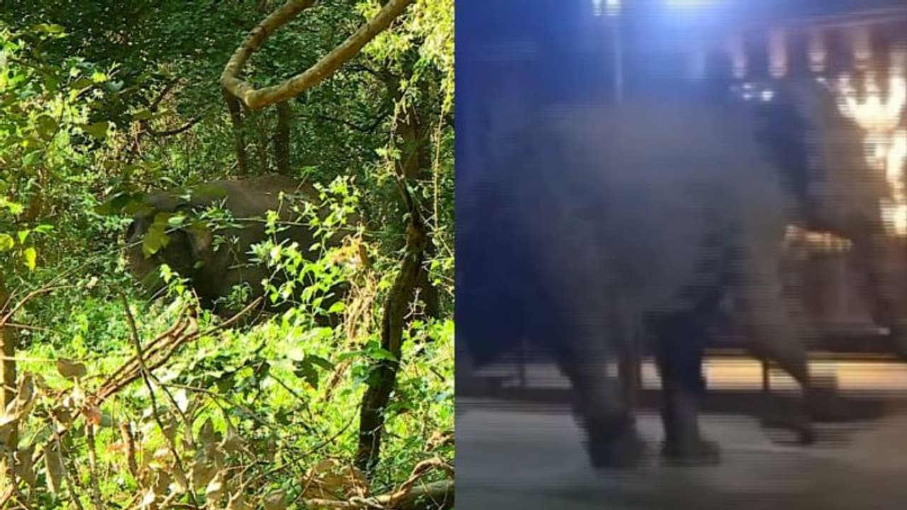 വന്യമൃഗശല്യം: ചീഫ് വൈല്ഡ് ലൈഫ് വാര്ഡനെതിരെ നടപടിയാവശ്യപ്പെട്ട് മുഖ്യമന്ത്രിയ്ക്ക് എംഎല്എയുടെ പരാതി വന്യമൃഗശല്യം: ചീഫ് വൈല്ഡ് ലൈഫ് വാര്ഡനെതിരെ നടപടിയാവശ്യപ്പെട്ട് മുഖ്യമന്ത്രിയ്ക്ക് എംഎല്എയുടെ പരാതി