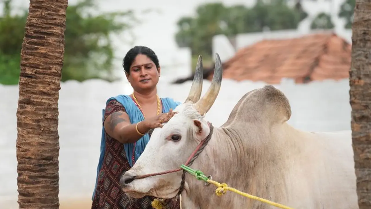 ஜல்லிக்கட்டு: மாடுபிடி வீரர்களே களத்திற்கு செல்லும் முன் இதையெல்லாம் நினைவில் கொள்ளுங்கள்