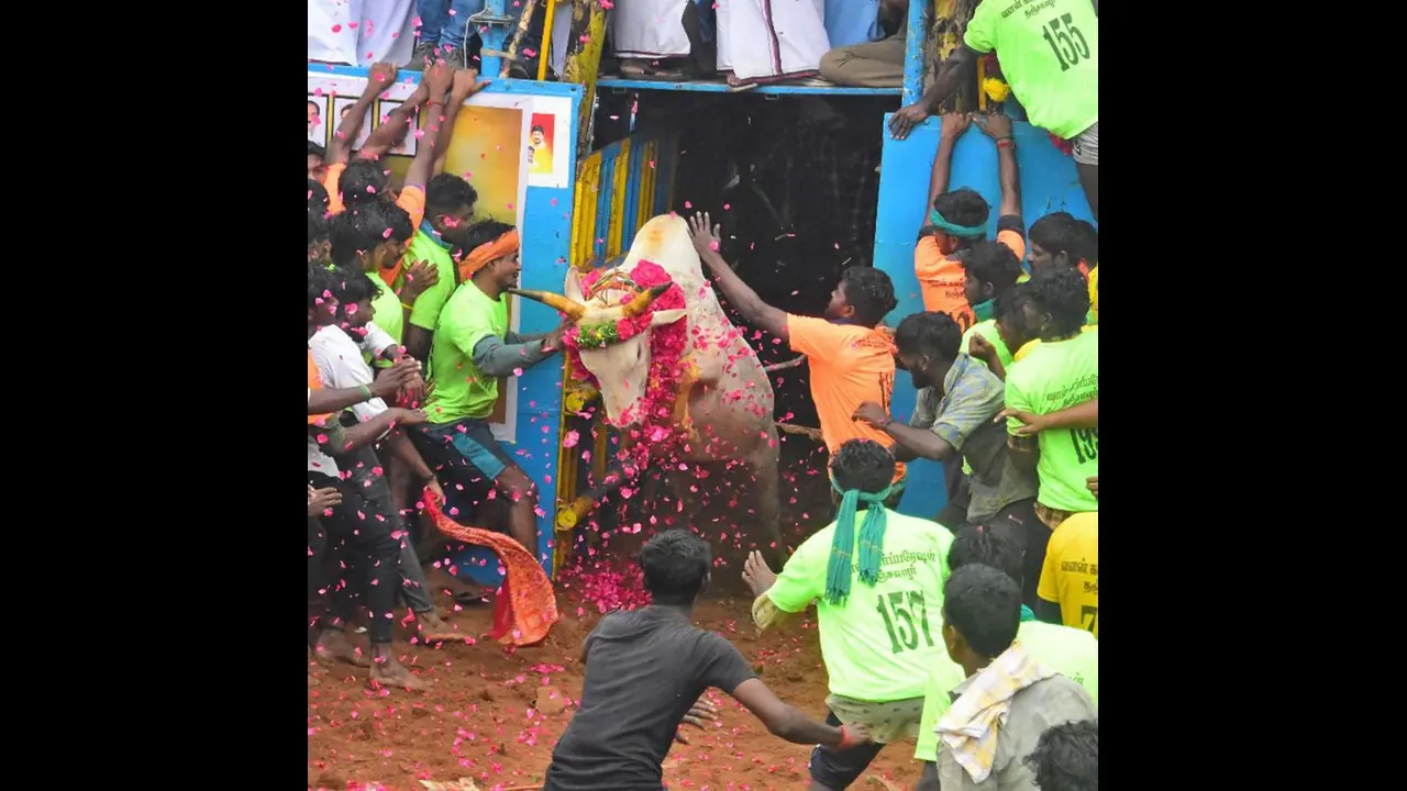 ஜல்லிக்கட்டின் பிறப்பிடம் மற்றும் ஜல்லிக்கட்டினால் வெடித்த போராட்டமும்… ஒரு பார்வை!!