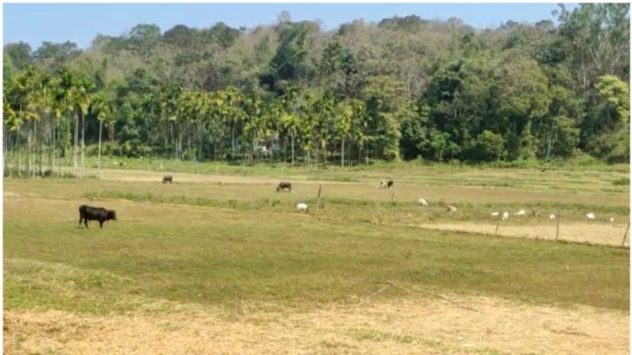 രണ്ട് മാസത്തിനിടെ കടുവ കൊലപ്പെടുത്തിയത് പത്ത് വളര്ത്തുമൃഗങ്ങളെ; നഷ്ടപരിഹാരം നിഷേധിച്ച് വനം വകുപ്പും രണ്ട് മാസത്തിനിടെ കടുവ കൊലപ്പെടുത്തിയത് പത്ത് വളര്ത്തുമൃഗങ്ങളെ; നഷ്ടപരിഹാരം നിഷേധിച്ച് വനം വകുപ്പും