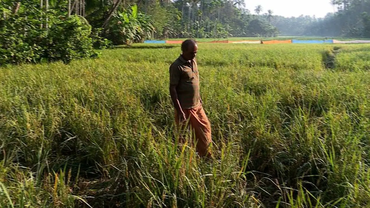 കർഷകരെ വീണ്ടും പറ്റിച്ച് സപ്ലൈകോ; നെല്ല് സംഭരിച്ച് മാസം 3 ആയി, വില നൽകിയില്ല, നൽകാനുള്ളത് 90 കോടി