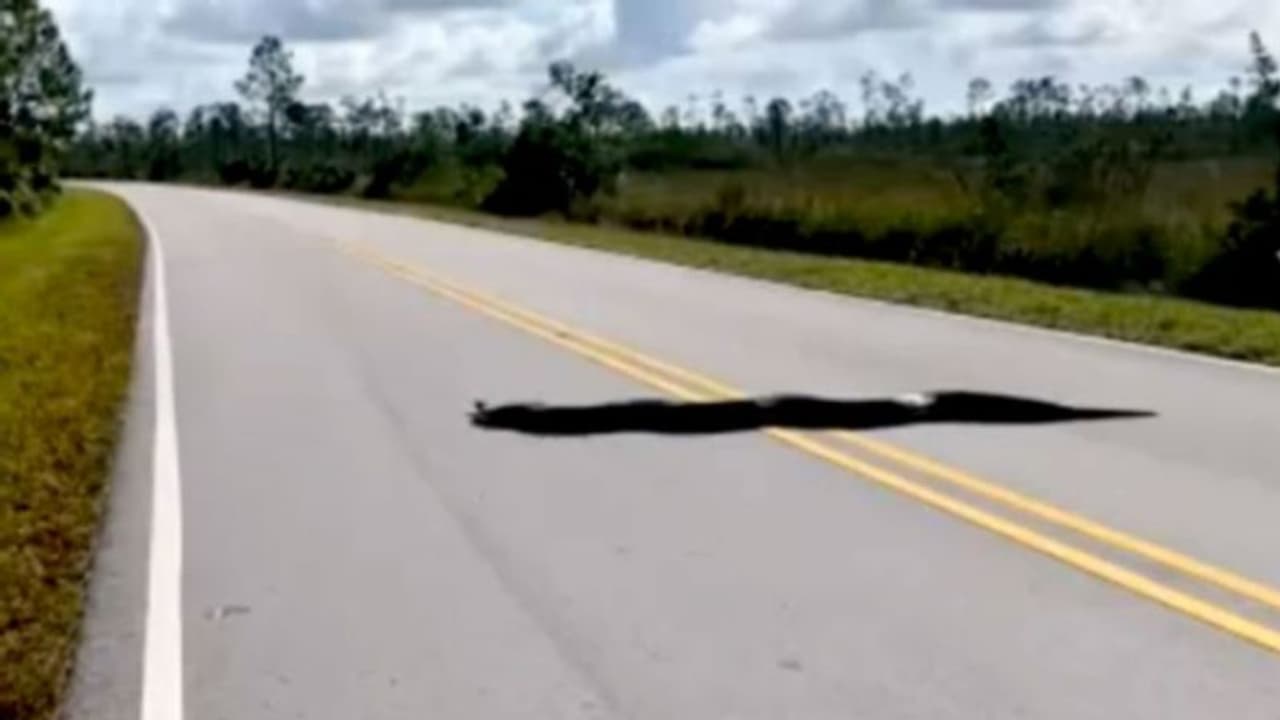 നടുറോഡില്‍ കണ്ടത് 15 അടി നീളമുള്ള കൂറ്റൻ പെരുമ്പാമ്പിനെ; വീഡിയോ വൈറല്‍ 