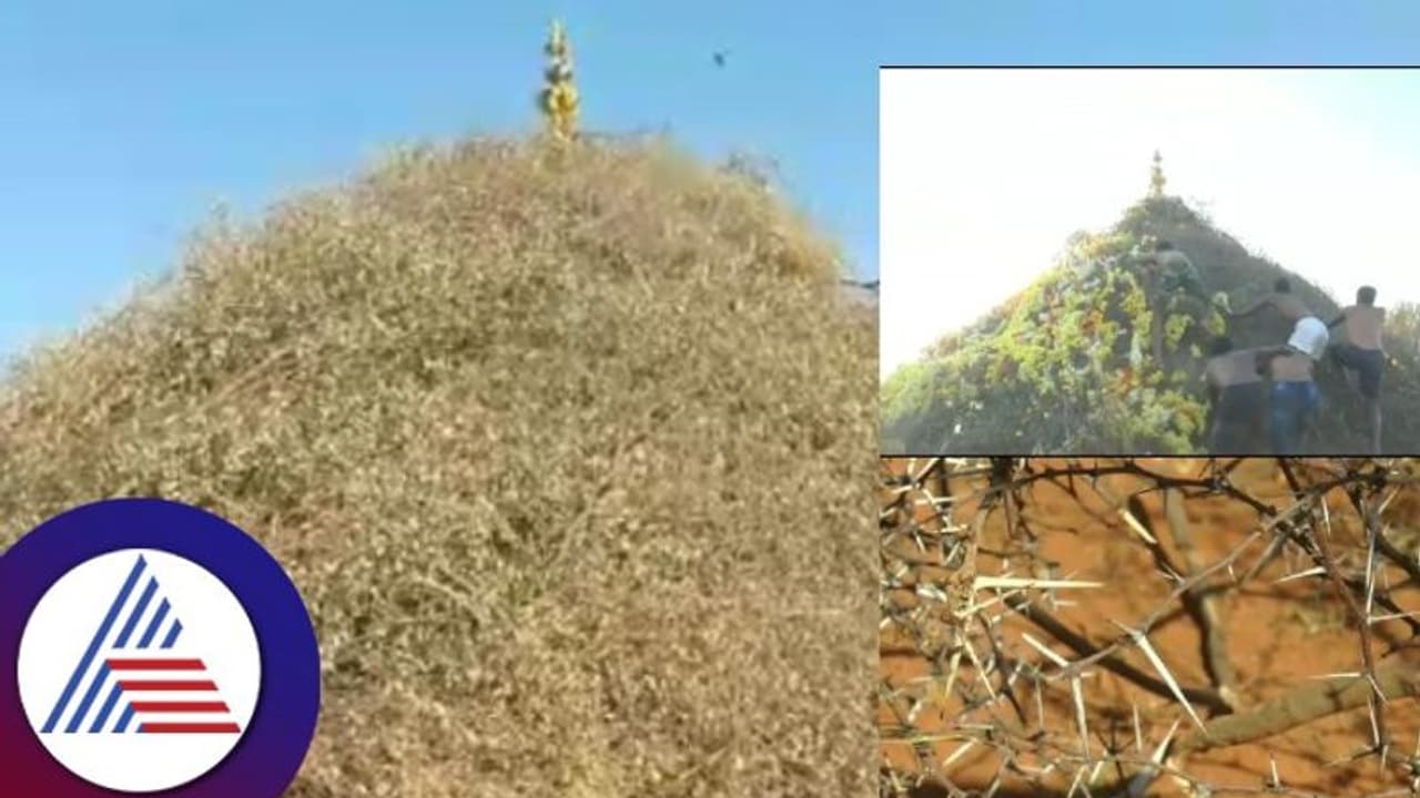 Chitradurga: ಕಾಡುಗೊಲ್ಲ ಬುಡಕಟ್ಟು ಜನರ ಕ್ಯಾತೆ ಜಾತ್ರೆ: ಮುಳ್ಳಿನ ಗೋಪುರದ ಮೇಲೆ ಯುವಕರ ಕುಣಿತ..! Chitradurga: ಕಾಡುಗೊಲ್ಲ ಬುಡಕಟ್ಟು ಜನರ ಕ್ಯಾತೆ ಜಾತ್ರೆ: ಮುಳ್ಳಿನ ಗೋಪುರದ ಮೇಲೆ ಯುವಕರ ಕುಣಿತ..!