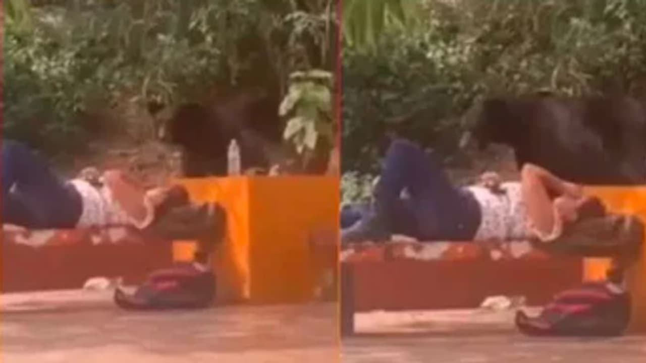 ഉറങ്ങി കിടന്ന പെൺകുട്ടിയുടെ അരികിൽ കരടി, പിന്നീട് സംഭവിച്ചത്... ഉറങ്ങി കിടന്ന പെൺകുട്ടിയുടെ അരികിൽ കരടി, പിന്നീട് സംഭവിച്ചത്...