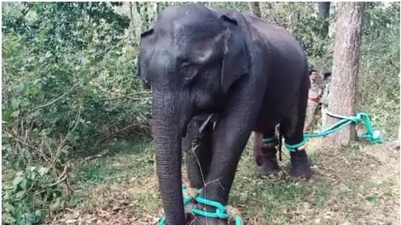 പിഎം 2 കാട്ടാന മെഡിക്കൽ സംഘത്തിന്റെ നിരീക്ഷണത്തിൽ പിഎം 2 കാട്ടാന മെഡിക്കൽ സംഘത്തിന്റെ നിരീക്ഷണത്തിൽ