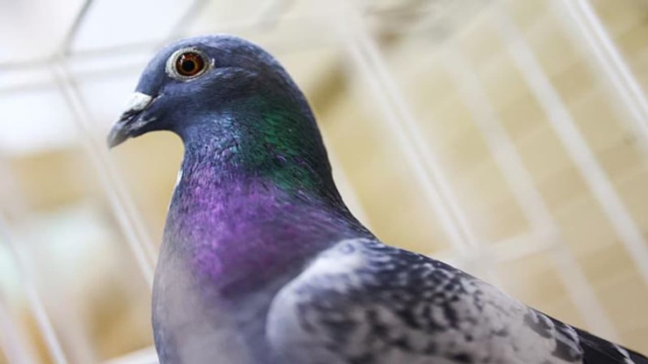 కాళ్లకు జీపీఆర్‌ఎస్ పరికరంతో పావురం.. అల్లూరి జిల్లాలో కలకలం.. 