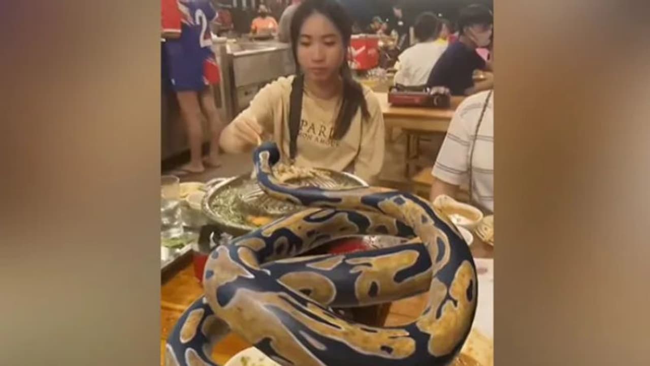 കൂറ്റൻ പെരുമ്പാമ്പിന് ഭക്ഷണം കൊടുക്കുന്ന യുവതികള്; വൈറലായ വീഡിയോയ്ക്ക് പിന്നില്... കൂറ്റൻ പെരുമ്പാമ്പിന് ഭക്ഷണം കൊടുക്കുന്ന യുവതികള്; വൈറലായ വീഡിയോയ്ക്ക് പിന്നില്...