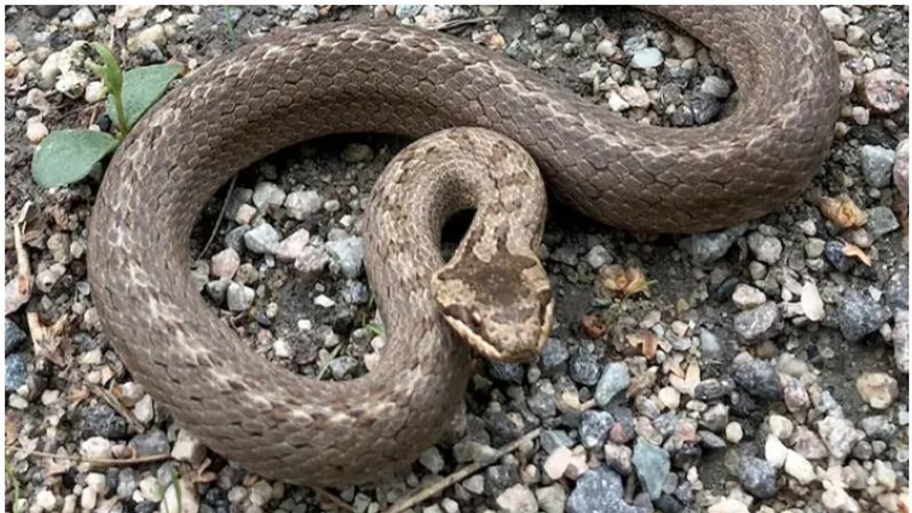 పామును మెడలో వేసుకుని శివుడిలా ఫోజు.. సెల్ఫీ పిచ్చికి యువకుడు బలి