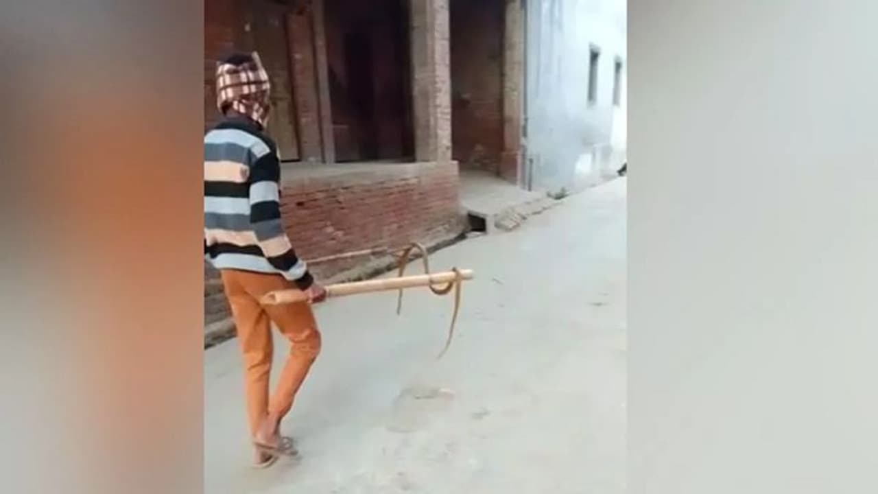 सांप का हुआ पोस्टमार्टम, रिपोर्ट में चौंकाने वाला खुलासा