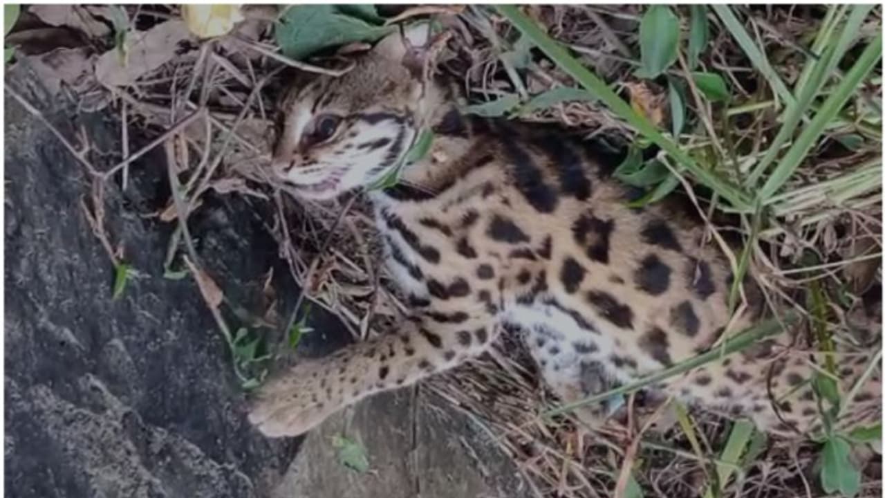 വണ്ടന്മേടിന് സമീപം പൂച്ചപ്പുലിയെ ചത്തനിലയിൽ കണ്ടെത്തി വണ്ടന്മേടിന് സമീപം പൂച്ചപ്പുലിയെ ചത്തനിലയിൽ കണ്ടെത്തി