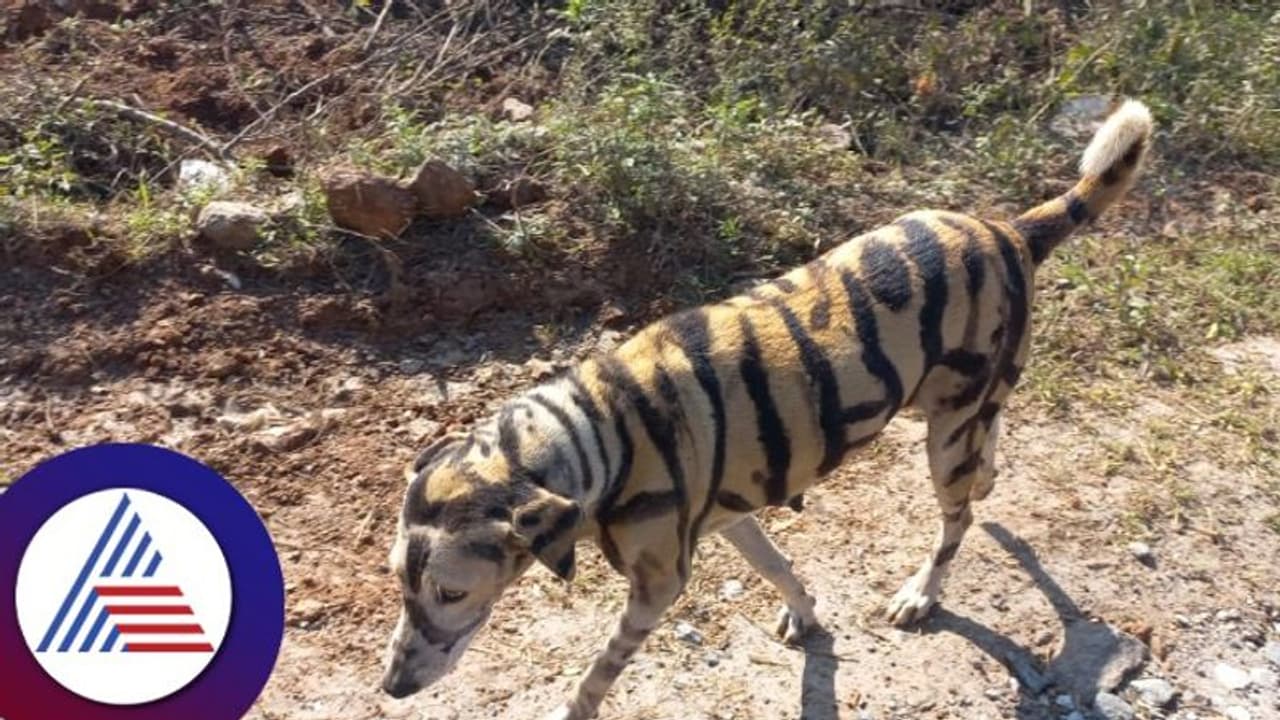 Chamarajanagar: ಬೆಳೆ ರಕ್ಷಣೆಗಾಗಿ ರೈತನಿಂದ ನಾಯಿಗೆ ಹುಲಿ ಬಣ್ಣ!