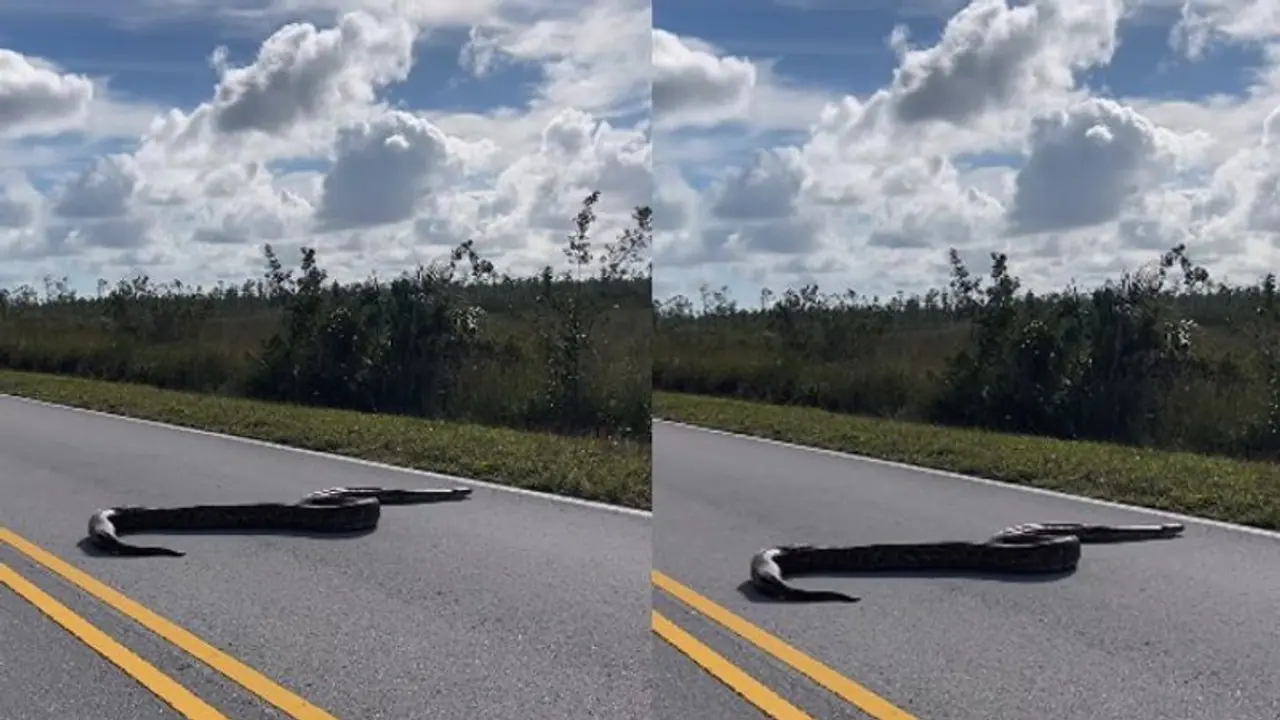 ರಸ್ತೆ ದಾಟುತ್ತಿರುವ 15 ಅಡಿ ಉದ್ದದ ಹೆಬ್ಬಾವು... ವಿಡಿಯೋ ವೈರಲ್ 