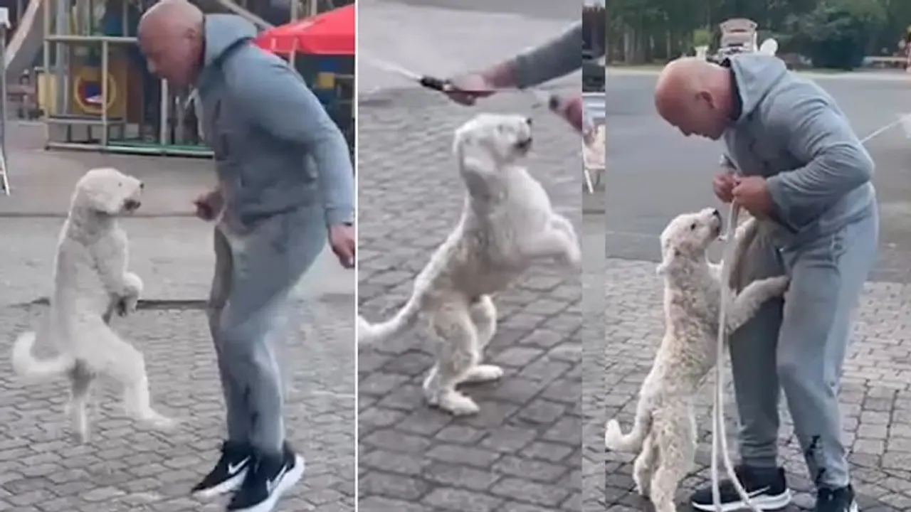 ಸ್ಕಿಪ್ಪಿಂಗ್ ಮಾಡಿ ವಿಶ್ವ ದಾಖಲೆ ನಿರ್ಮಿಸಿದ ಶ್ವಾನ: ವೈರಲ್ ವಿಡಿಯೋ 