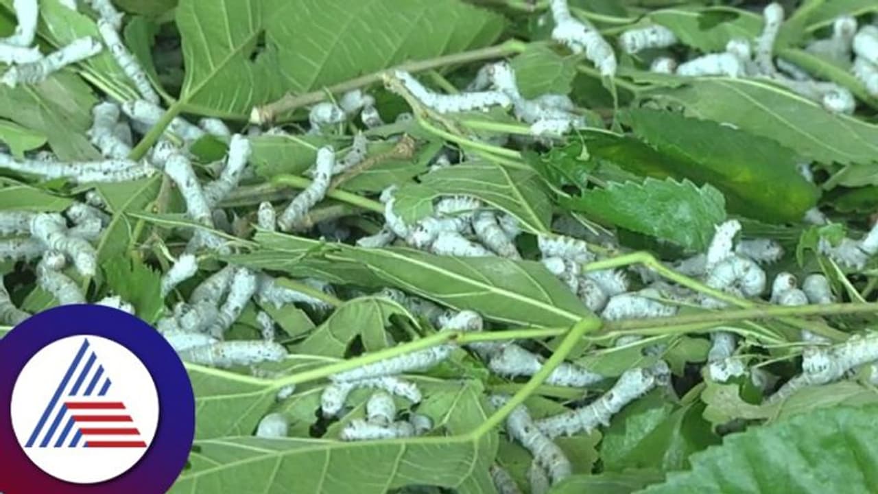 Chamarajanagar: ಶೀತ ಹೆಚ್ಚಾದ ಕಾರಣ ಹಿಪ್ಪುನೇರಳೆ ಬೆಳವಣಿಗೆ ಕುಂಠಿತ: ರೇಷ್ಮೆ ಬೆಳೆಗಾರರ ಆತಂಕ