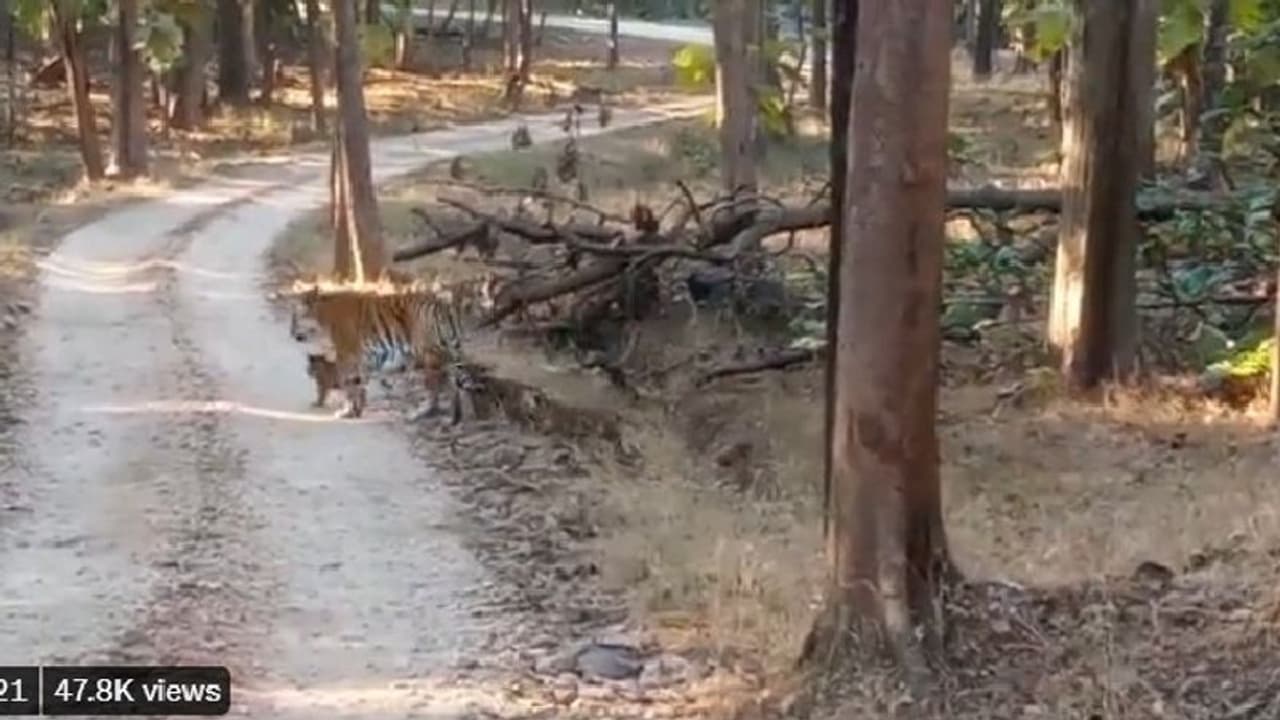 ನಾಲ್ಕು ಮುದ್ದಾದ ಮರಿಗಳೊಂದಿಗೆ ಕಾಣಿಸಿಕೊಂಡ ಕಾಲರ್‌ವಾಲಿಯ ಮಗಳು