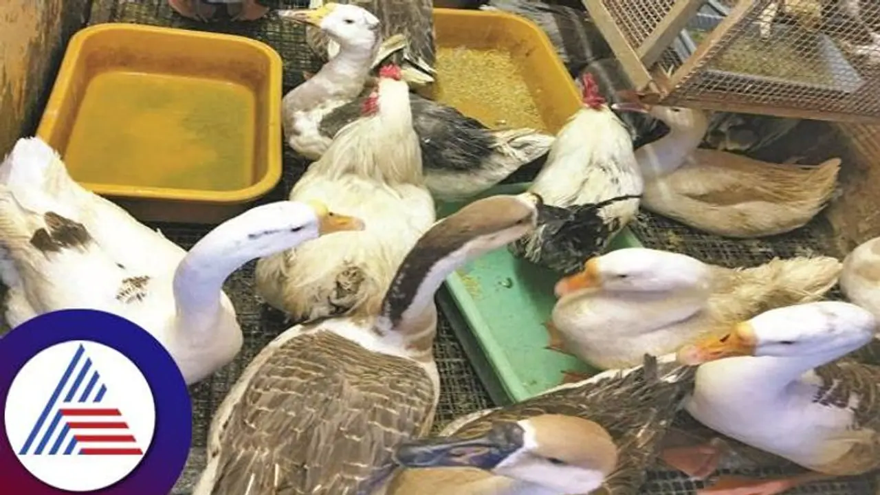 ಬೆಂಗ್ಳೂರಲ್ಲಿ ಮಾರಾಟಕ್ಕಿಟ್ಟಿದ್ದ 1,344 ಸಾಕು ಪ್ರಾಣಿ, ಪಕ್ಷಿಗಳು ವಶಕ್ಕೆ