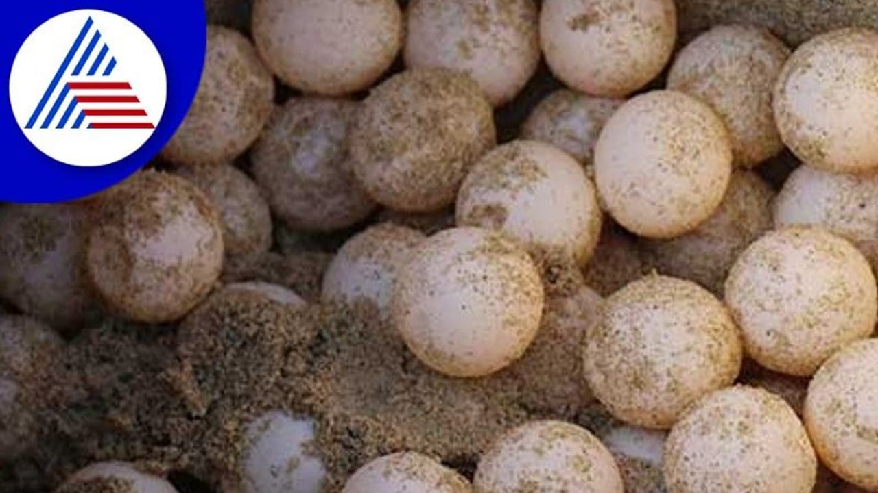 ಕಾಸರಕೋಡ ಟೊಂಕದ ಕಡಲತೀರದಲ್ಲಿ Olive ridley ಜಾತಿಯ ಕಡಲಾಮೆ ಮೊಟ್ಟೆಪತ್ತೆ! ಕಾಸರಕೋಡ ಟೊಂಕದ ಕಡಲತೀರದಲ್ಲಿ Olive ridley ಜಾತಿಯ ಕಡಲಾಮೆ ಮೊಟ್ಟೆಪತ್ತೆ!