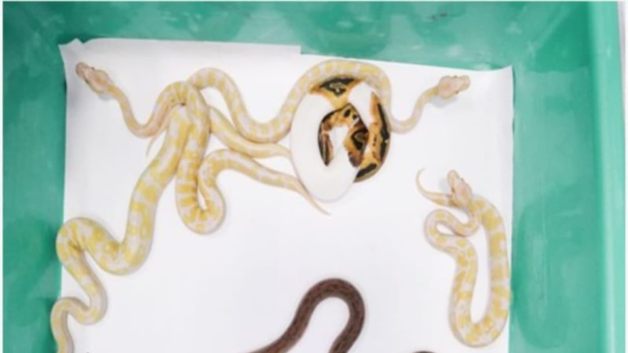 சென்னை விமான நிலையத்தில் 2022ல் மட்டும் ரூ.124 கோடி மதிப்பில் கடத்தல் பொருள் பறிமுதல் சென்னை விமான நிலையத்தில் 2022ல் மட்டும் ரூ.124 கோடி மதிப்பில் கடத்தல் பொருள் பறிமுதல்