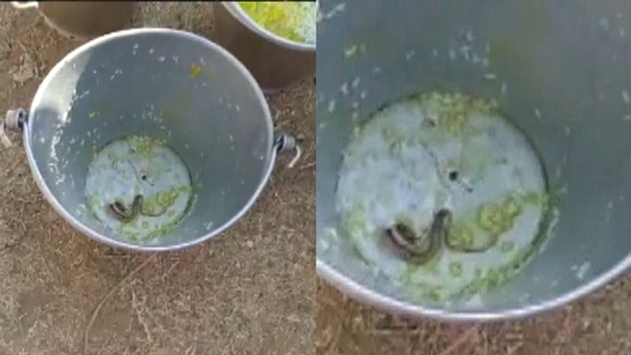 ബംഗാളിൽ സ്കൂളിലെ ഉച്ചഭക്ഷണത്തിൽ പാമ്പ്; നിരവധി വിദ്യാര്ത്ഥികള് ആശുപത്രിയില് ബംഗാളിൽ സ്കൂളിലെ ഉച്ചഭക്ഷണത്തിൽ പാമ്പ്; നിരവധി വിദ്യാര്ത്ഥികള് ആശുപത്രിയില്