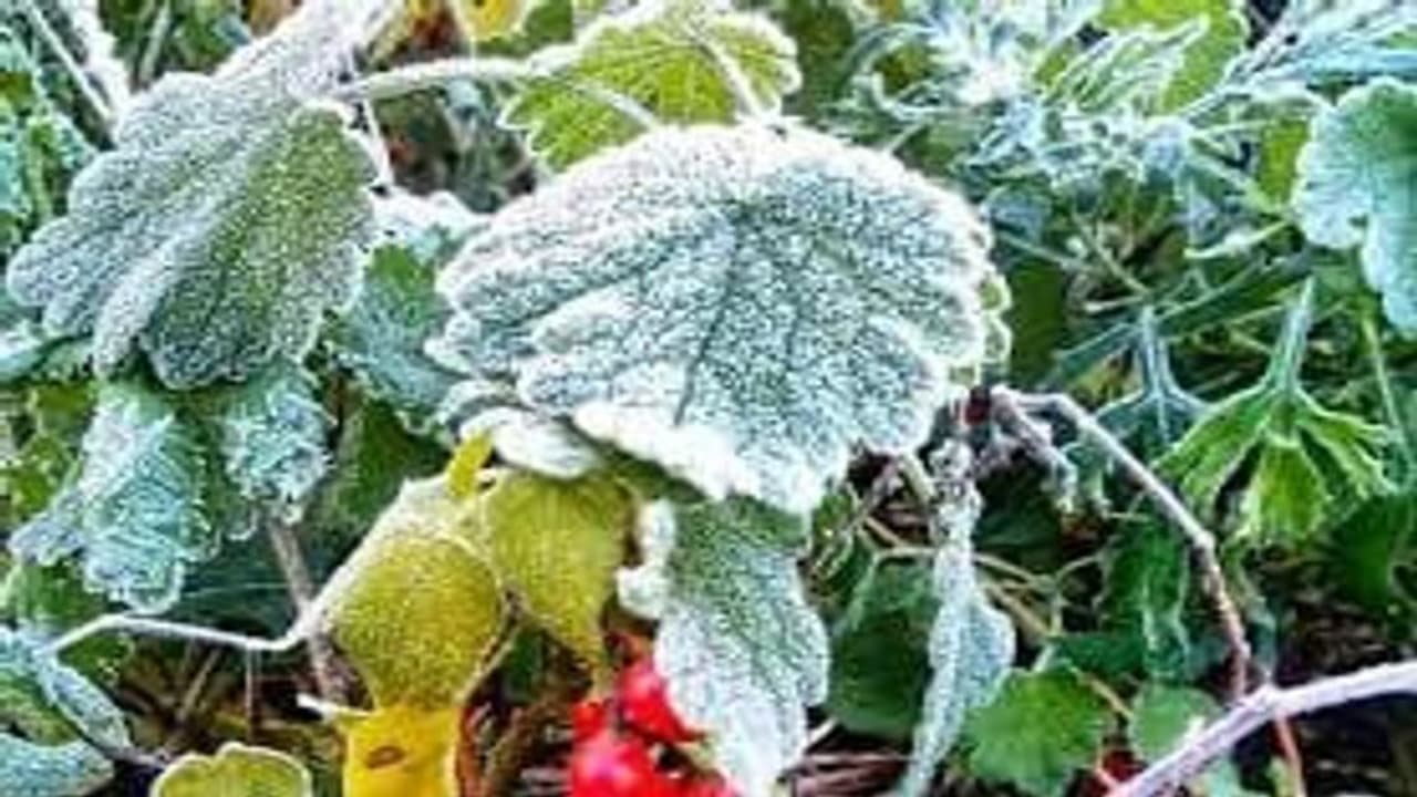 राजस्थान में मकर संक्रांति के पर्व से पहले ही मौसम विभाग की चेतावनी ने बढ़ाई चिंता, कहा शीतलहर से रहे अलर्ट राजस्थान में मकर संक्रांति के पर्व से पहले ही मौसम विभाग की चेतावनी ने बढ़ाई चिंता, कहा शीतलहर से रहे अलर्ट