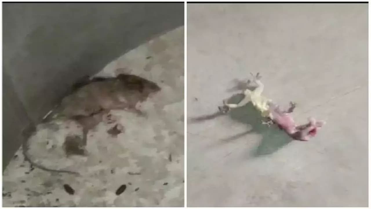 കുരുന്നുകള്ക്ക് നല്കുന്ന ഉച്ചഭക്ഷണത്തില് ചത്ത പല്ലിയും എലിയും! സംഭവം പ്രൈമറി സ്കൂളില്, ഞെട്ടി നാട് കുരുന്നുകള്ക്ക് നല്കുന്ന ഉച്ചഭക്ഷണത്തില് ചത്ത പല്ലിയും എലിയും! സംഭവം പ്രൈമറി സ്കൂളില്, ഞെട്ടി നാട്