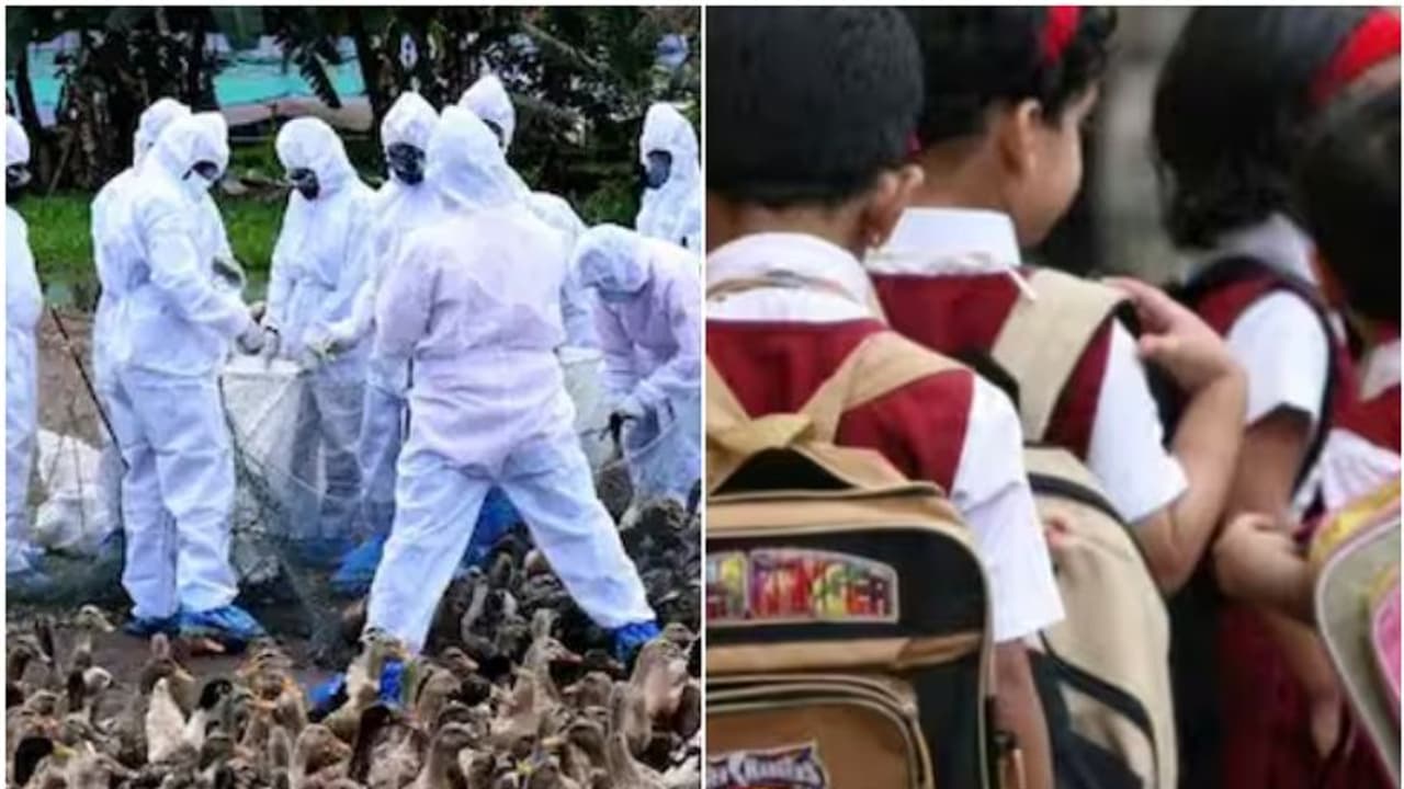 കോഴിക്കോട് പക്ഷിപ്പനി സ്ഥിരീകരിച്ച പ്രദേശത്തെ മൂന്ന് സ്കൂളുകള്ക്ക് ജില്ലാ കളക്ടർ അവധി പ്രഖ്യാപിച്ചു കോഴിക്കോട് പക്ഷിപ്പനി സ്ഥിരീകരിച്ച പ്രദേശത്തെ മൂന്ന് സ്കൂളുകള്ക്ക് ജില്ലാ കളക്ടർ അവധി പ്രഖ്യാപിച്ചു