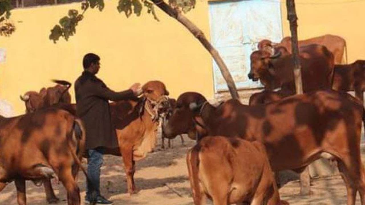 'മദ്യം വർജിച്ച് പാൽ കുടിയ്ക്കൂ'; മദ്യഷോപ്പിന് മുന്നിൽ പശുക്കളെ കെട്ടി ബിജെപി നേതാവ്