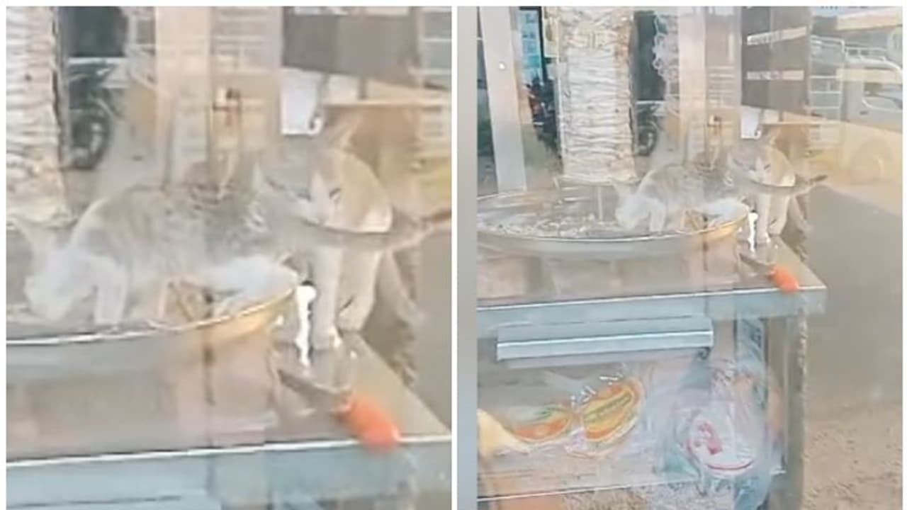 ഷവര്‍മയുടെ ടേസ്റ്റ് നോക്കി പൂച്ചകള്‍! അതും ഷവർമയുണ്ടാക്കുന്ന പാത്രത്തിൽ കയറിയിരുന്ന്; വീഡിയോ പുറത്ത്